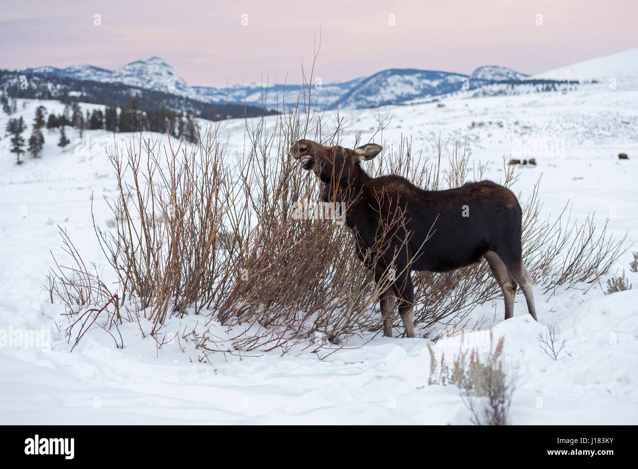 Moose / Elch ( Alces alces ), di alimentazione su una boccola, circondato da neve sulle colline coperte in ultima luce della sera, l'inverno a Yellowstone NP, STATI UNITI D'AMERICA. Foto Stock