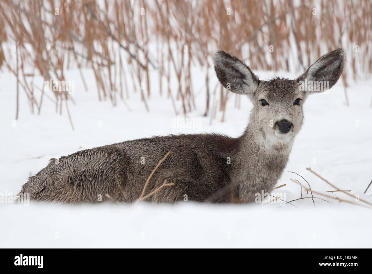 Mule Deer / Maultierhirsch ( Odocoileus hemionus ) in inverno, sdraiato, appoggiata nella neve, ruminating, guardare, Wyoming negli Stati Uniti. Foto Stock