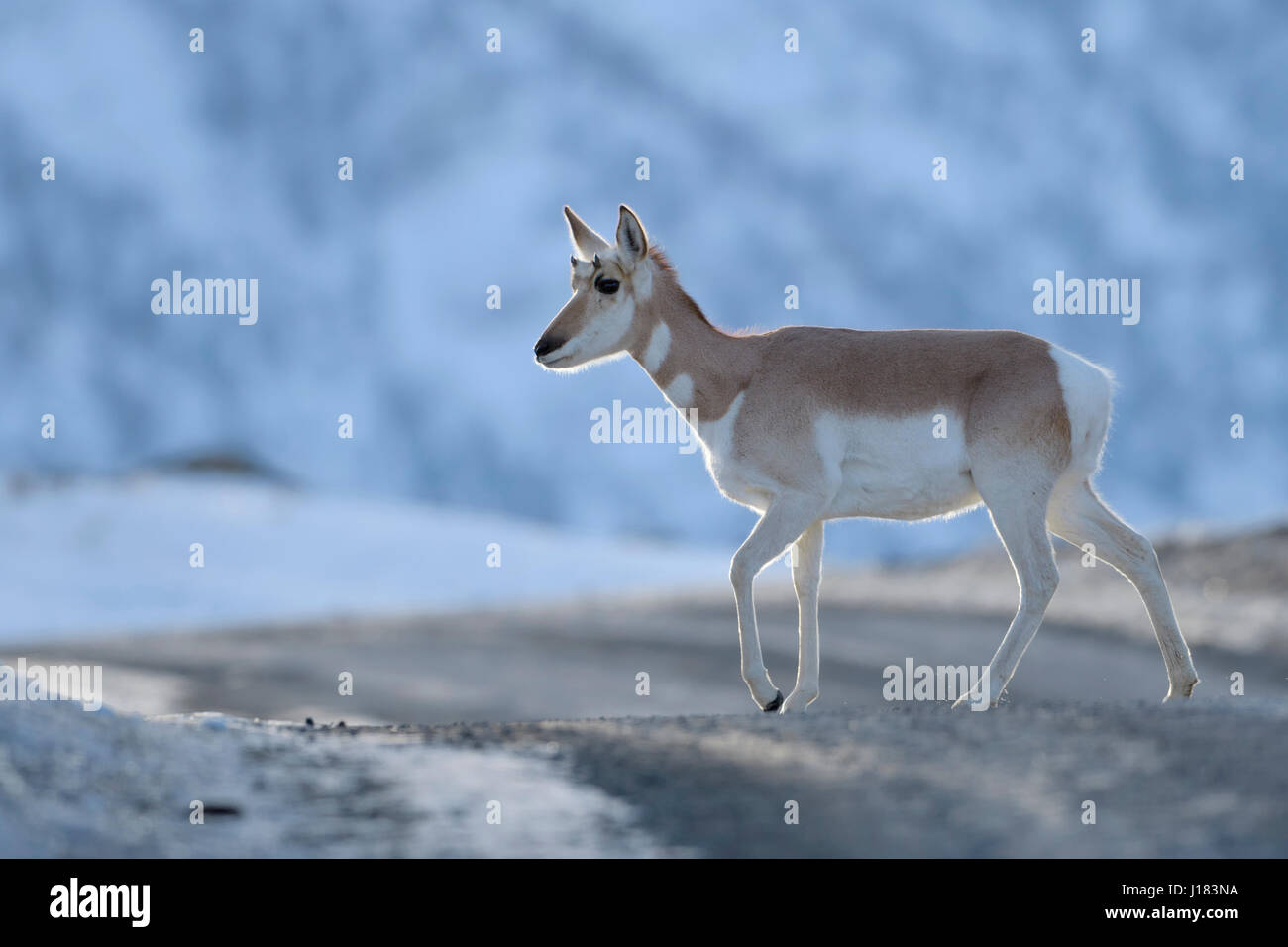 Pronghorn / Gabelbock ( Antilocapra americana ) / Gabelantilope, attraversando una strada sterrata in serata, bella situazione di retroilluminazione, Yellowstone NP, STATI UNITI D'AMERICA. Foto Stock