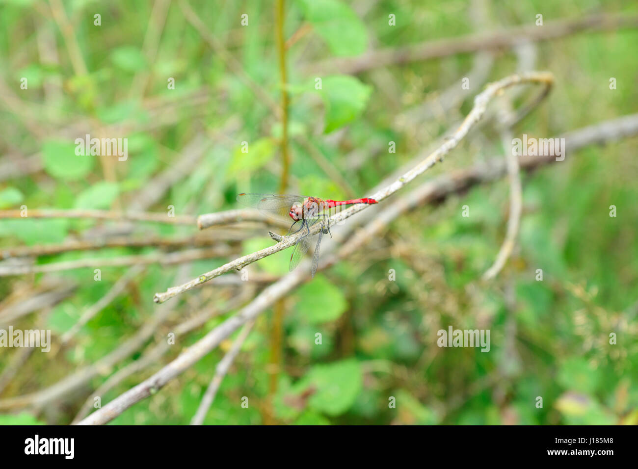 Libellula selvaggio appoggiato su un ramo della foresta Foto Stock