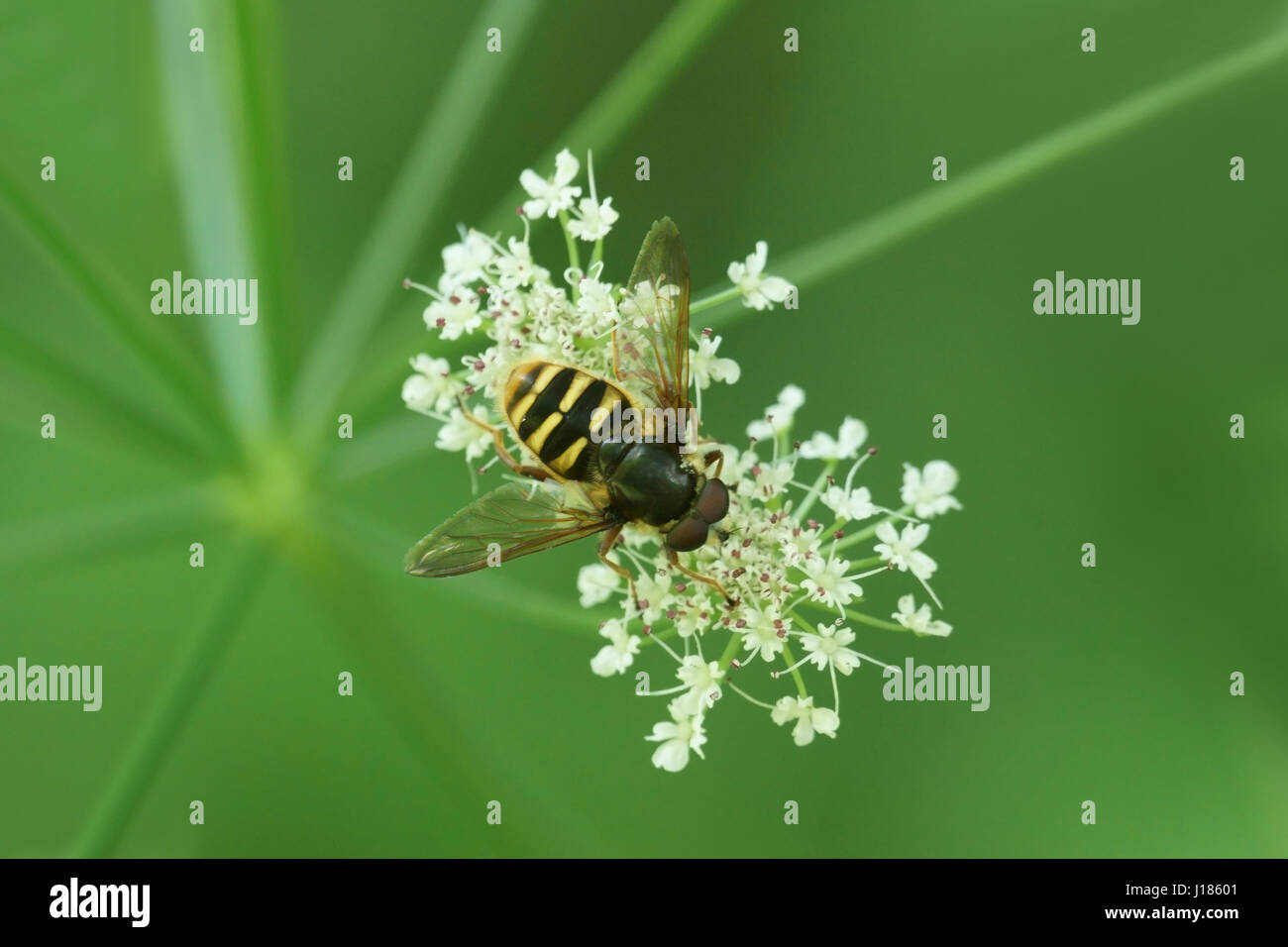 Sericomyia silentis Foto Stock