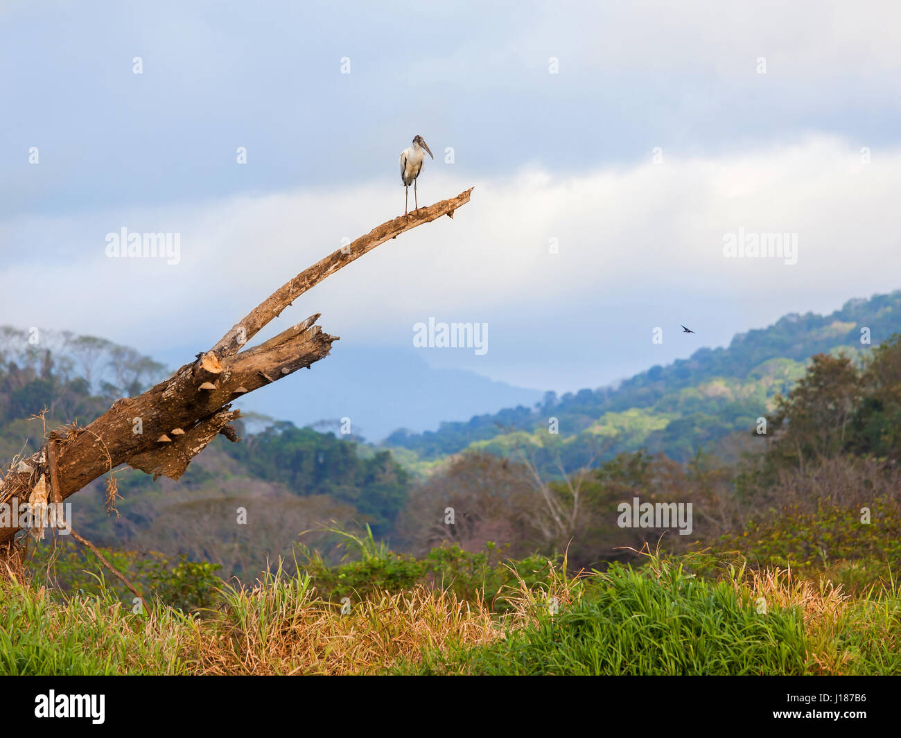 Uccello sulla parte superiore di un tronco con un bellissimo paesaggio dietro Foto Stock