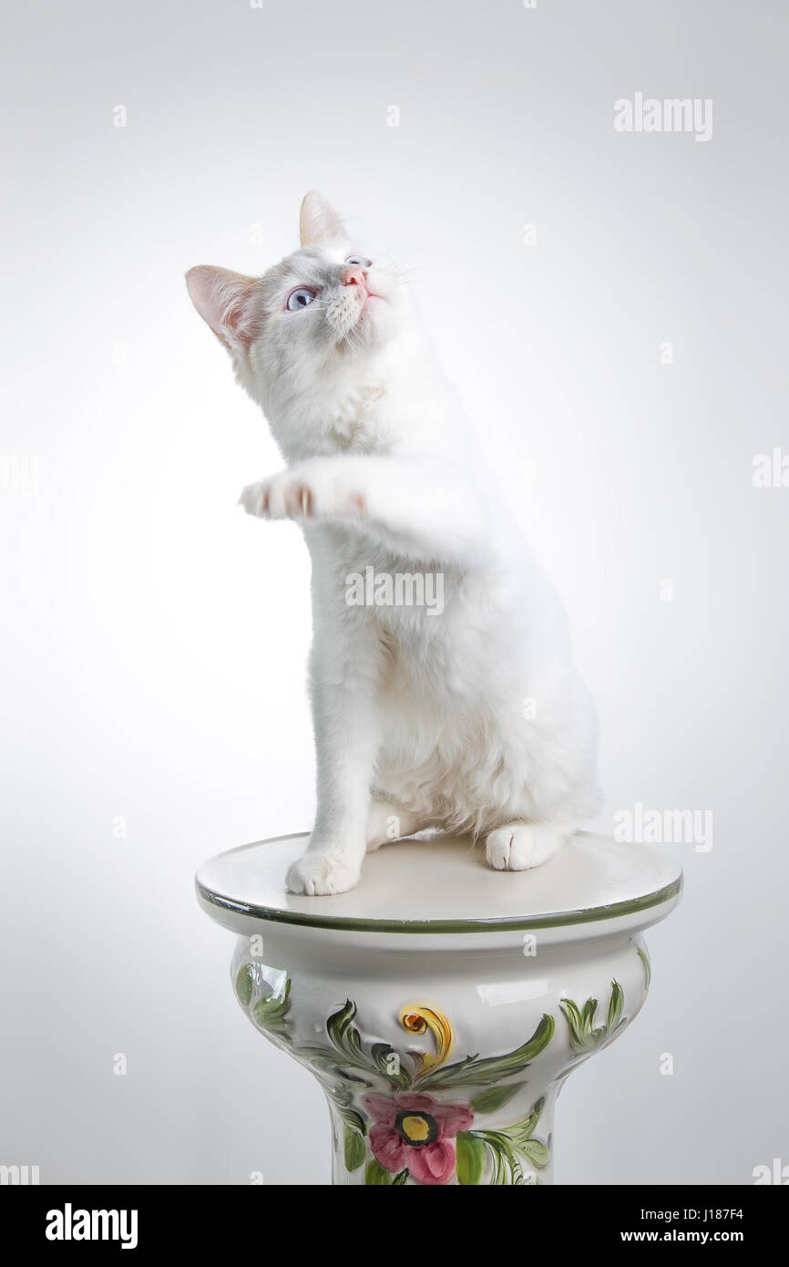 Bellissimo gatto bianco fissando la telecamera Foto Stock