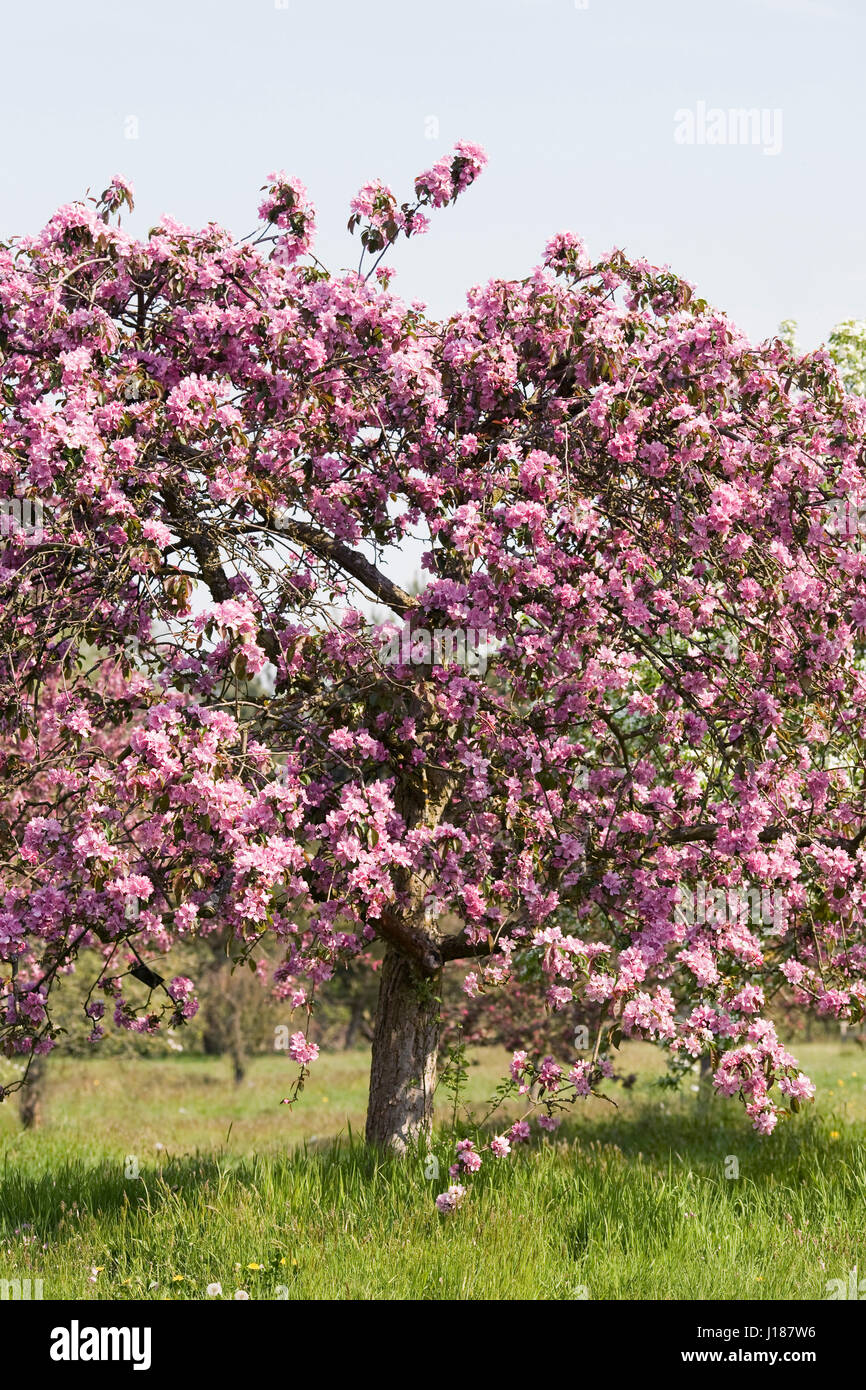 Malus. Crab Apple Blossom in primavera. Foto Stock