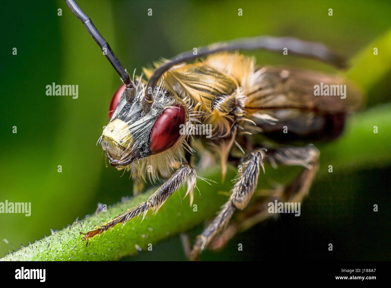 Elevata capacità di ingrandimento di un bellissimo insetto su un ramo Foto Stock