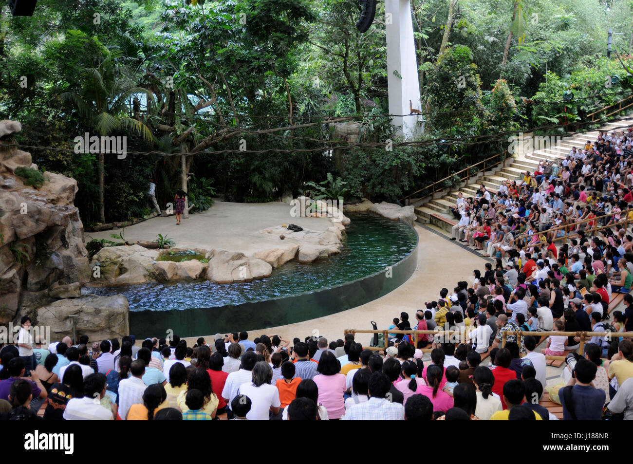 Sea Lion visualizza lo zoo di Singapore Singapore Foto Stock