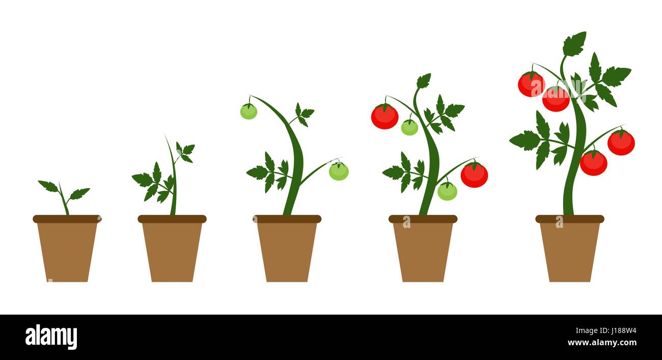 Sfondo giardino illustrazione vettoriale. Boccola di coltivazione di pomodori Illustrazione Vettoriale