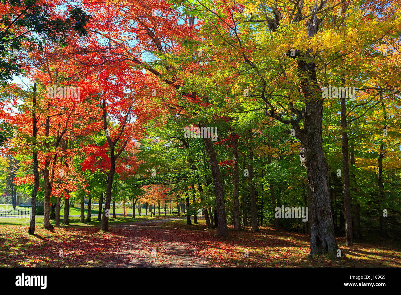 Brillante caduta delle foglie nella rurale Nova Scotia, Canada. Foto Stock