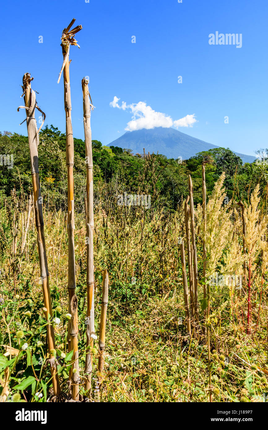 Prateria ruvida con bosco & agua vulcano in background a Escuintla, Guatemala, America centrale Foto Stock