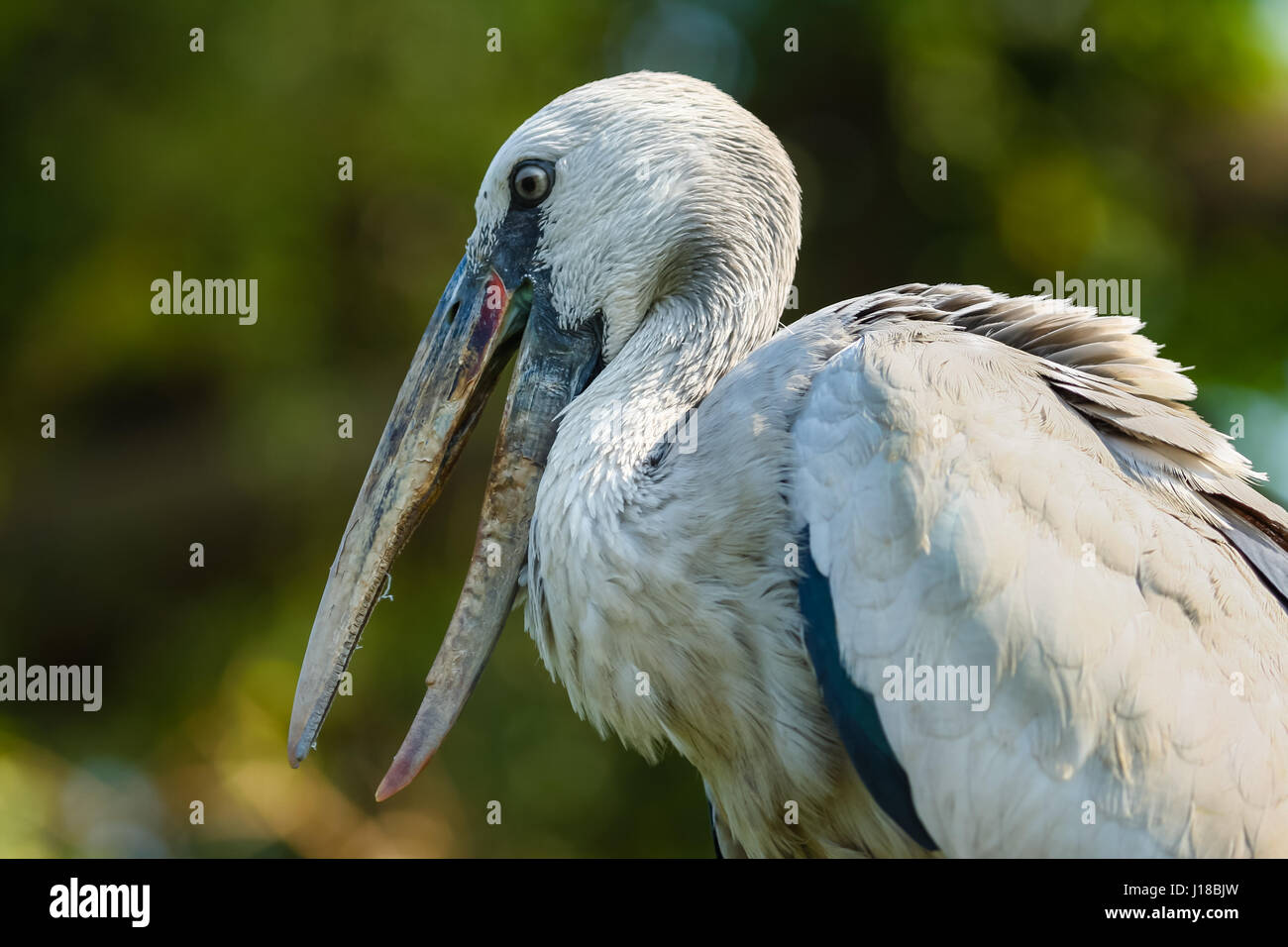 Asian Openbill Stork si appollaia in una struttura ad albero in India del Sud Foto Stock
