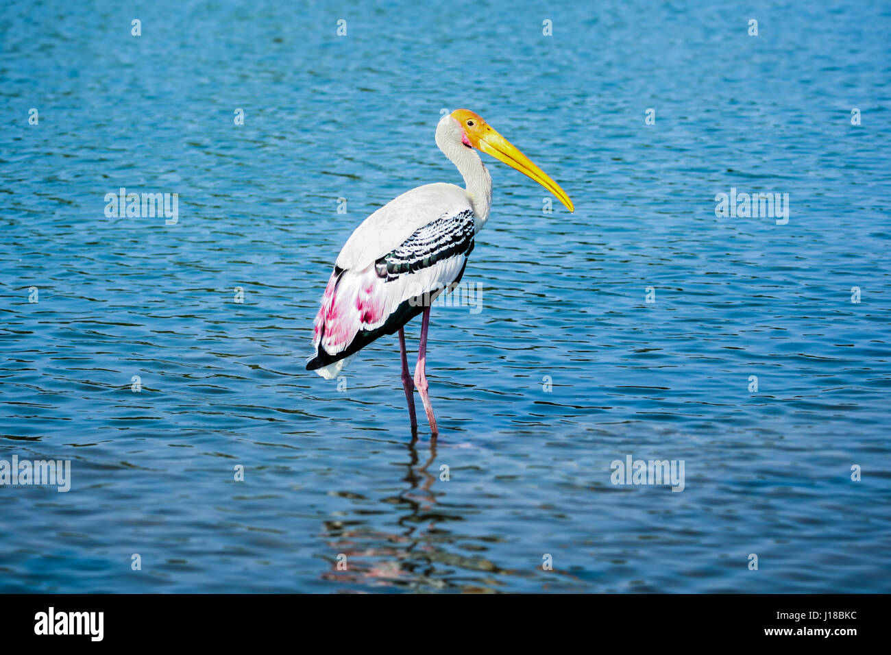 Un dipinto di Stork guadare attraverso acque blu. Foto Stock