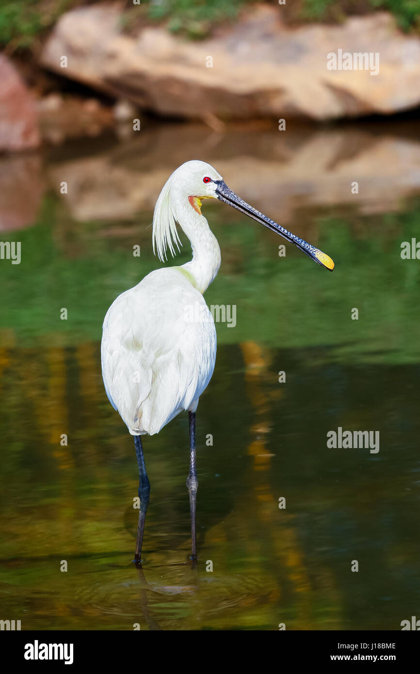 Eurasian Spoonbill guadare attraverso l'acqua ancora di un lago. Foto Stock