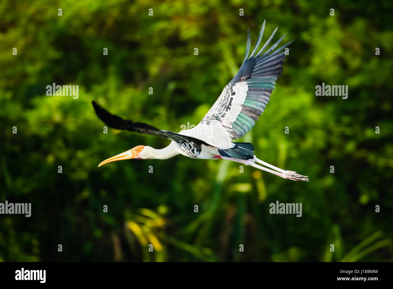 Un dipinto di cicogna in volo - nel suo habitat naturale in India del Sud. Foto Stock