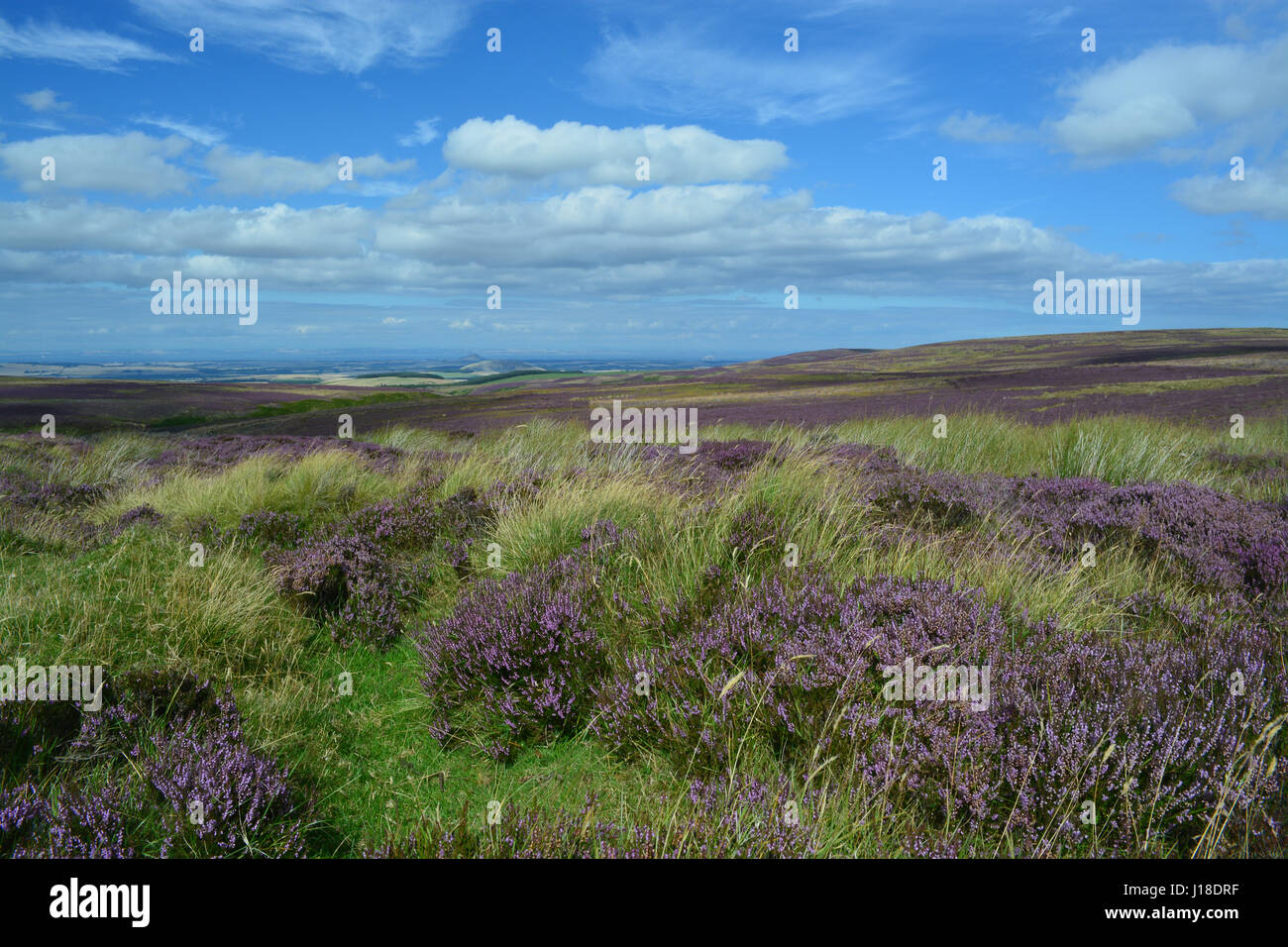 Heather Moorland, Scozia Foto Stock