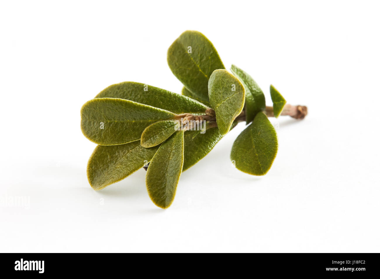 Uva ursina foglie (pianta medicinale Arctostaphylos uva-ursi) isolato su sfondo bianco Foto Stock