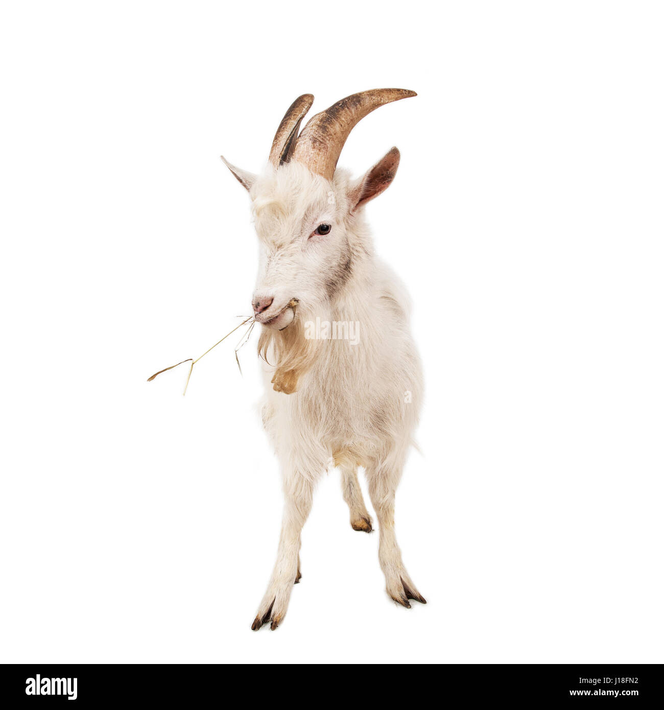 Capra bianca isolata su sfondo bianco. Foto Stock