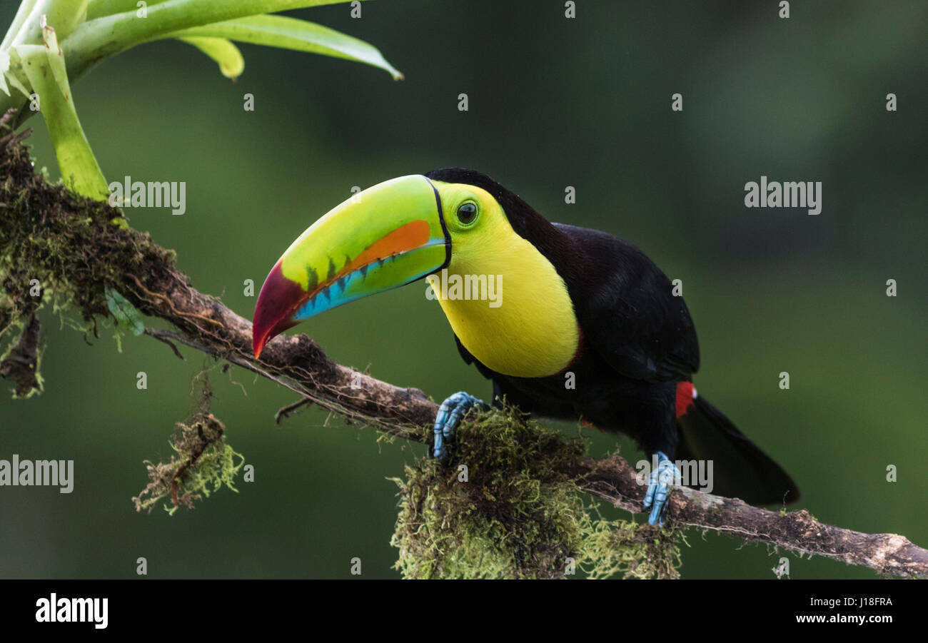 Chiglia fatturati toucan, Ramphastos sulfuratus, seduti in un albero a Laguna del Lagarto, Boca Tapada, San Carlos Costa Rica Foto Stock