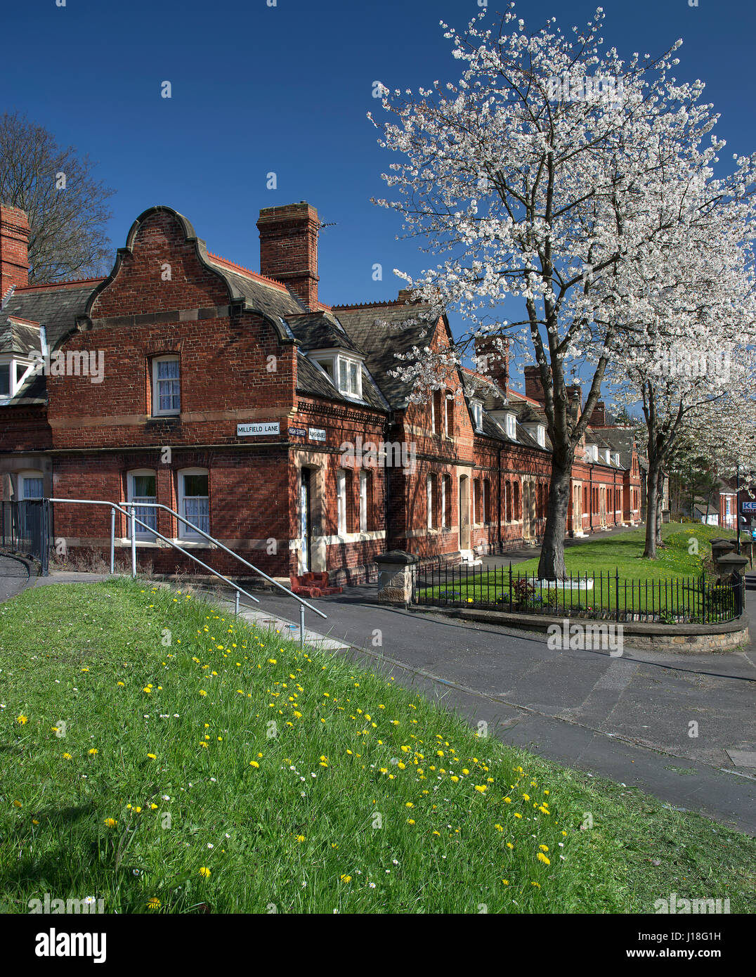 Fiore di Ciliegio alberi nel villaggio di Newburn, Newcastle upon Tyne, nel nord est dell'Inghilterra, England, Regno Unito Foto Stock