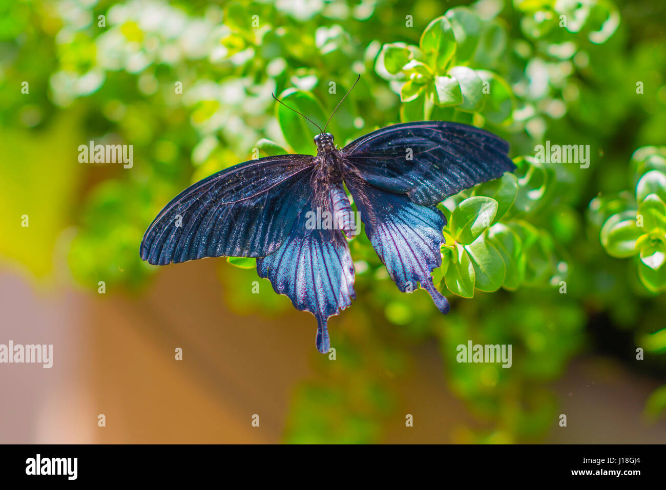 Una farfalla in piedi su una foglia Foto Stock