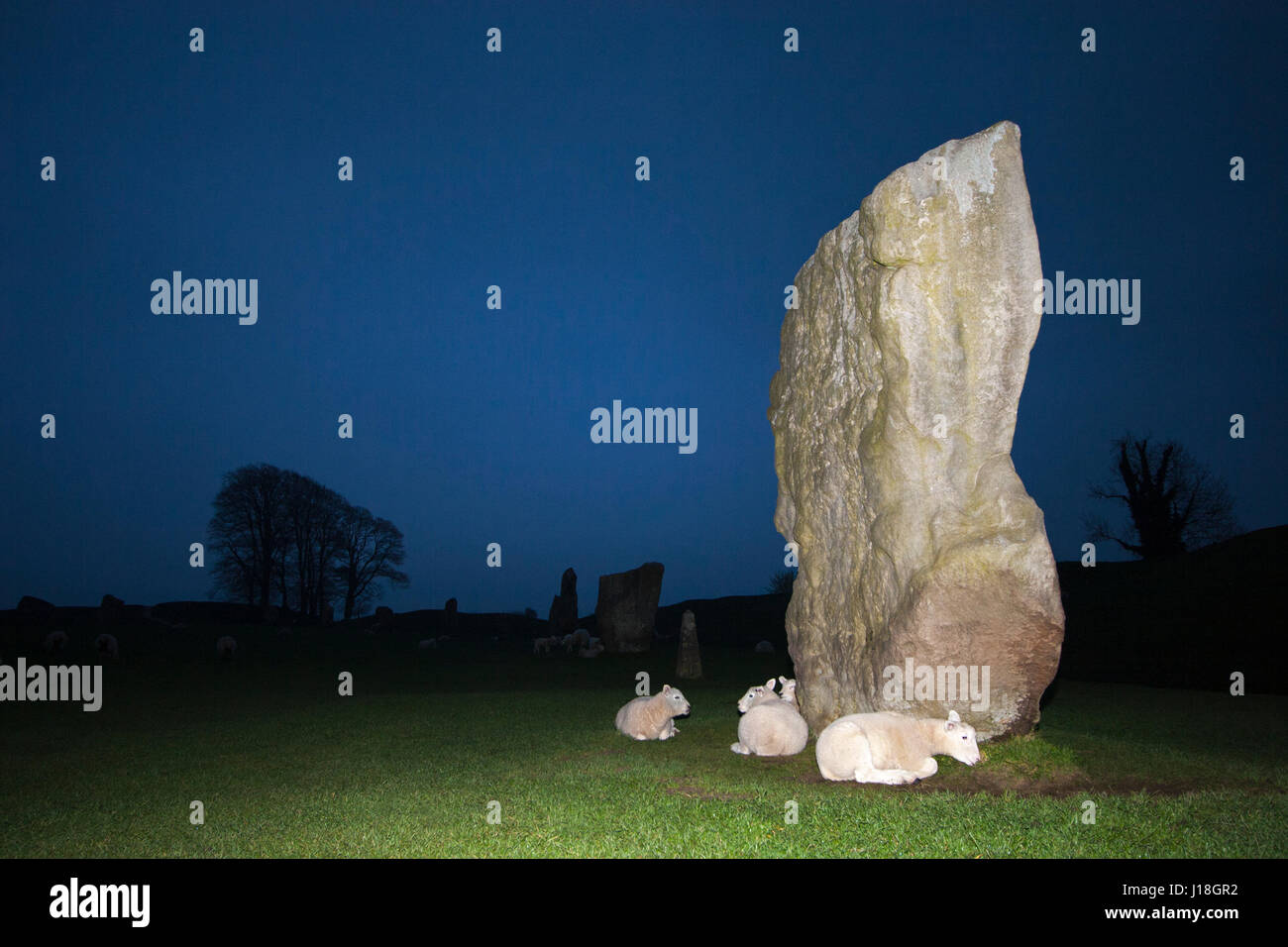 Agnelli che si trovano accanto a una gigantesca pietra in piedi nel vecchio cerchio di pietre di Avebury di notte, Wiltshire, Inghilterra, Regno Unito. Ovis aries Foto Stock