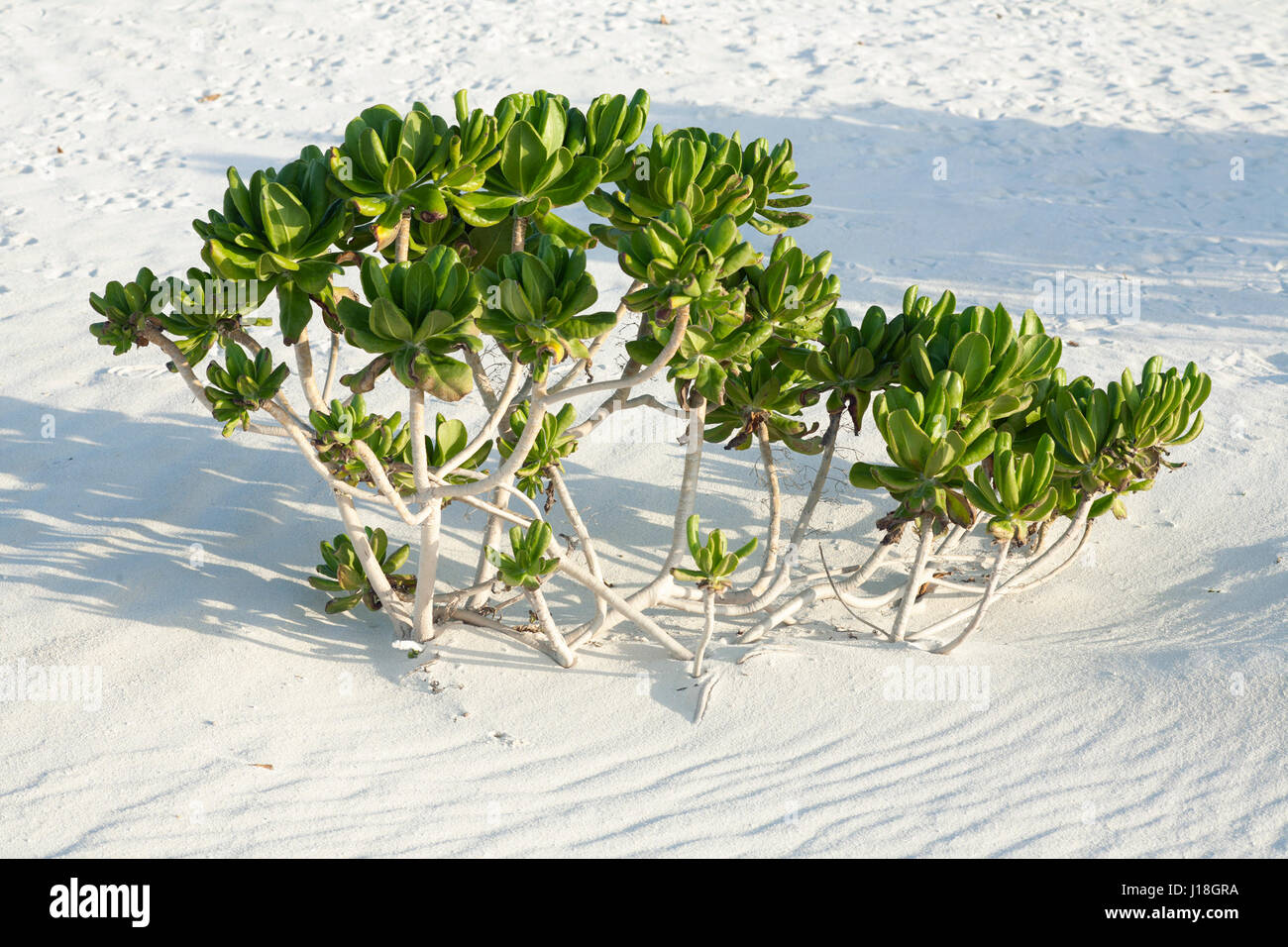 Arbusto di Naupaka che cresce in sabbia sulla spiaggia di un'isola del Pacifico. (Scaevola taccada) Foto Stock