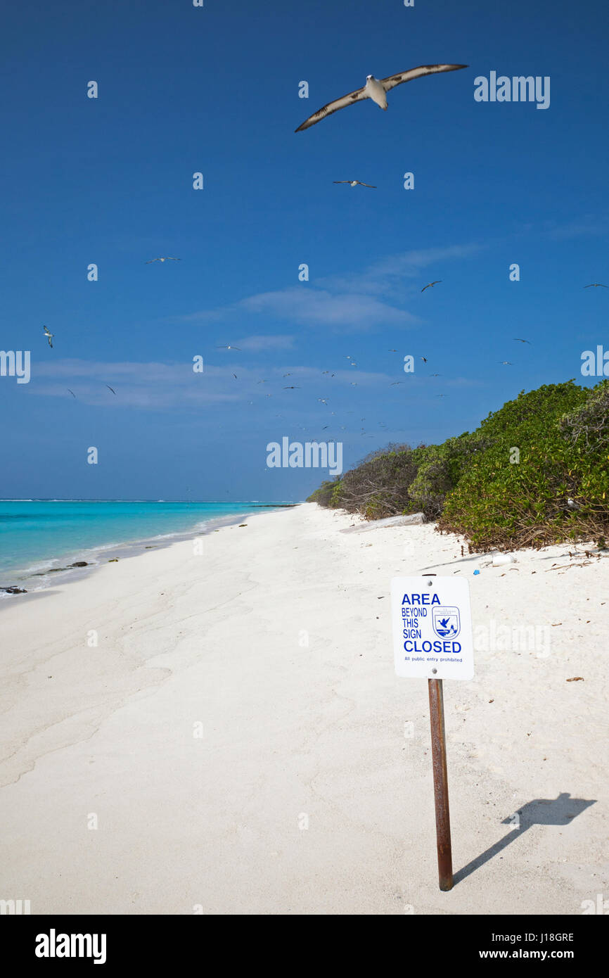 Area USFWS chiusa nel segno atollo di Midway National Wildlife Refuge per proteggere habitat importanti per la specie in via di estinzione, Laysan Albatross flying overhead. Foto Stock