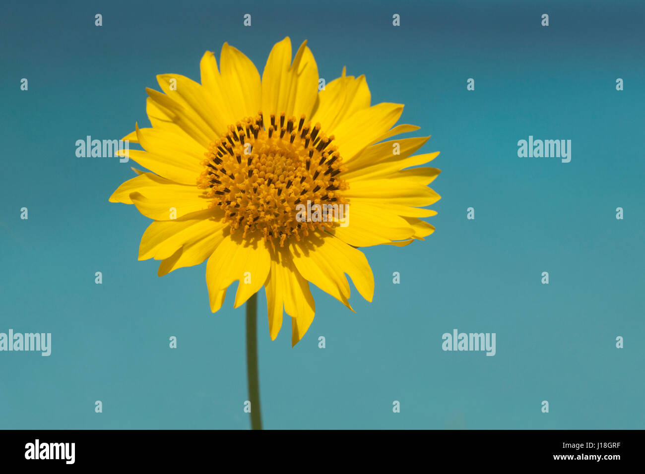 Corbone d'oro (Verbesina encelioides) fiore con lo sfondo turchese dell'acqua dell'oceano Foto Stock