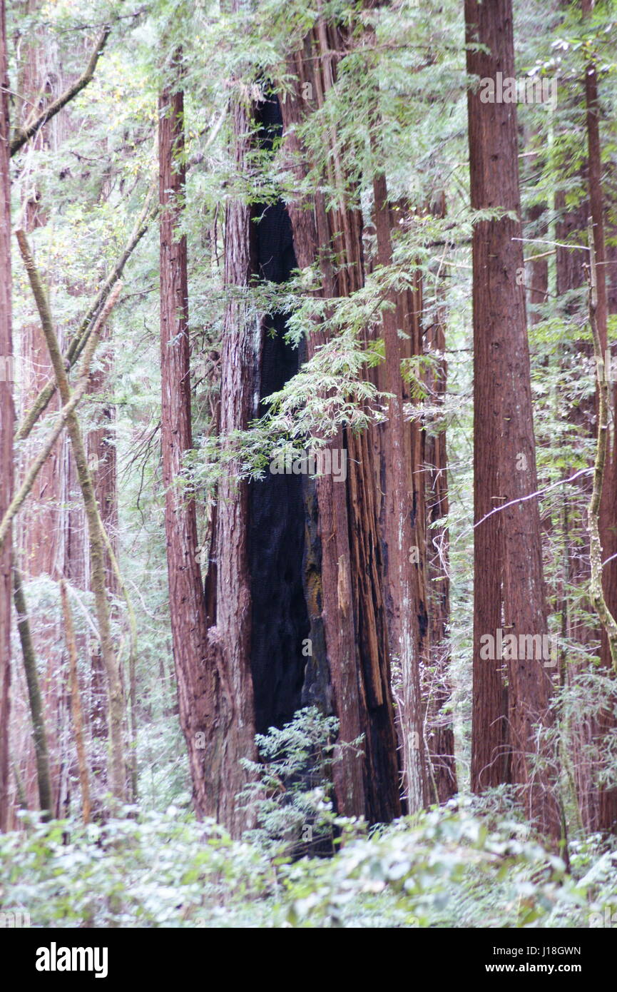 BOSCHI DI ARMSTRONG Foto Stock