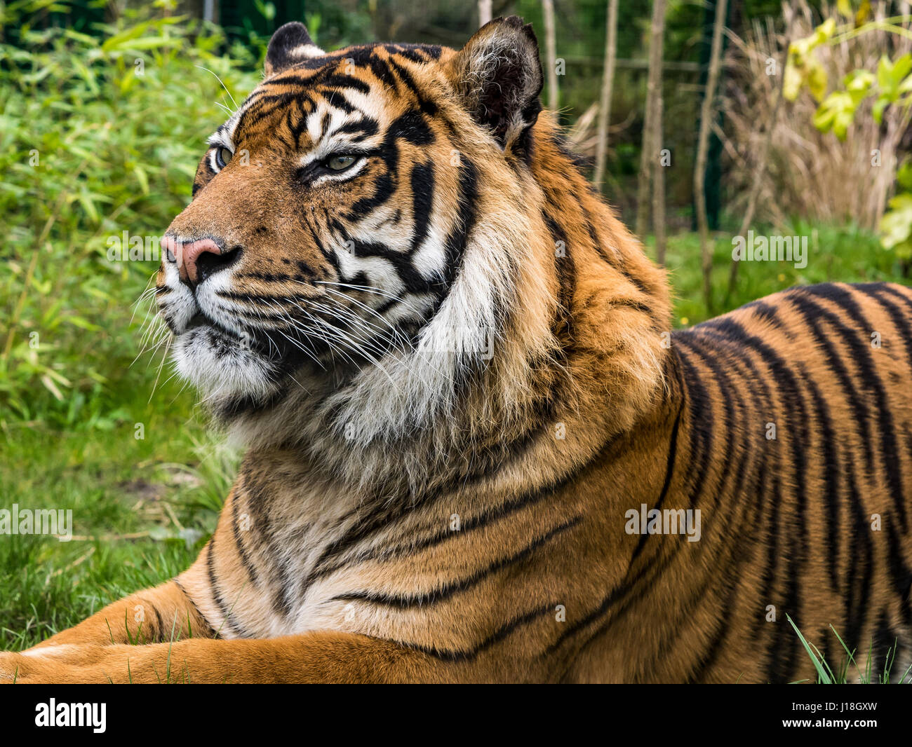 Jambi maschio tigre di Sumatra Zoo di Edimburgo Foto Stock