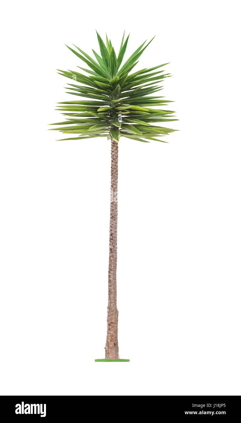 Verde giovane bella Palm tree isolati su sfondo bianco Foto Stock