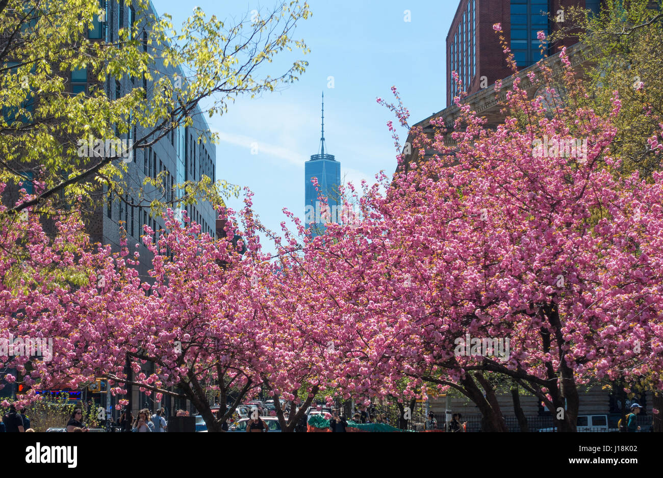Vista della libertà Torre del World Trade Center con fiori di ciliegio in primo piano Foto Stock