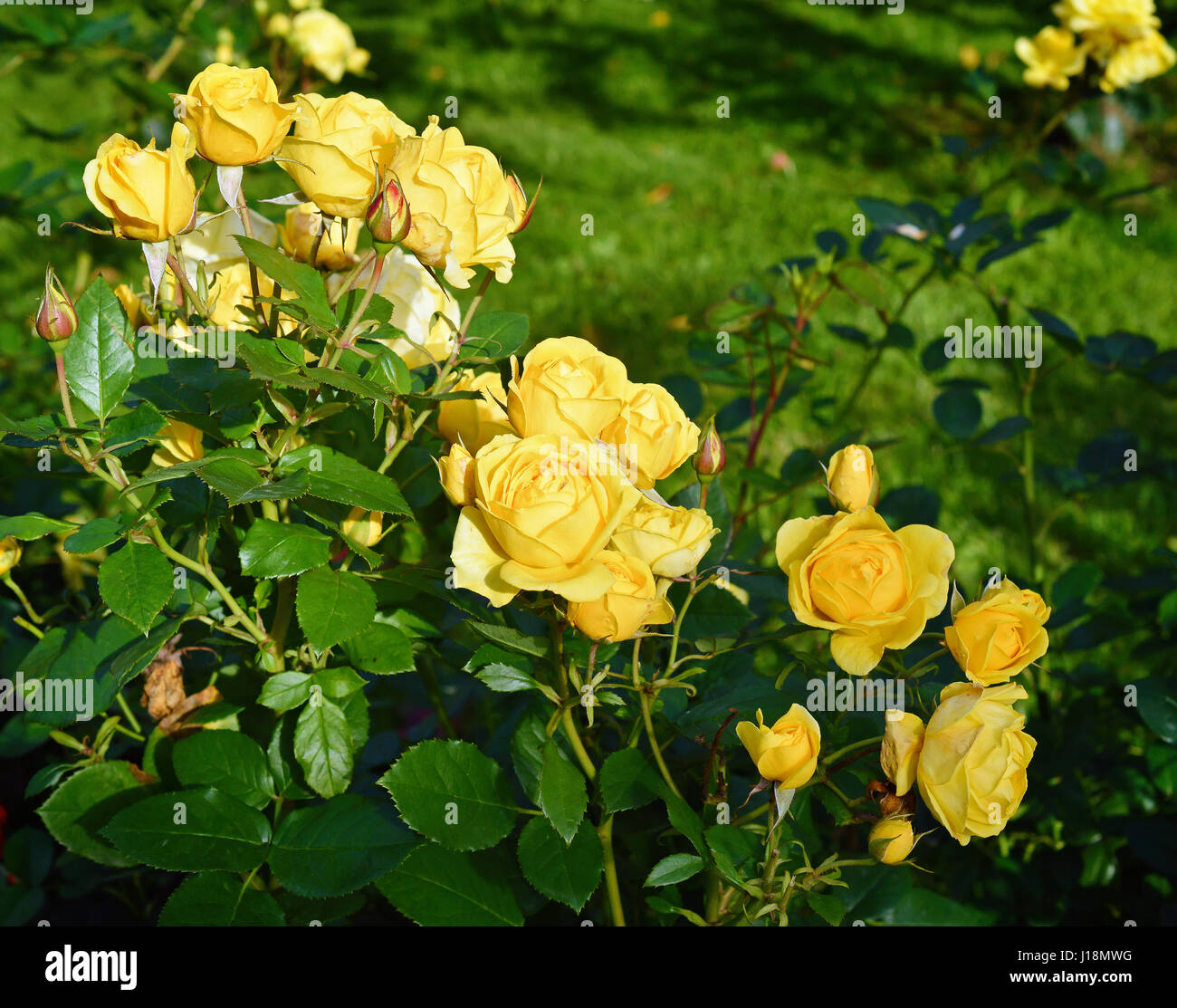 Un cespuglio di rose giallo su un letto di fiori su un giorno d'estate. Foto Stock