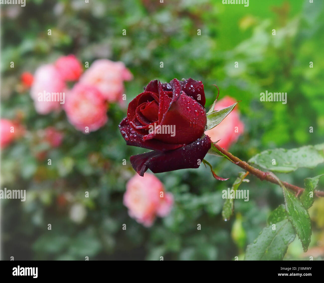 Un rosso scuro rosa in gocce di pioggia. Foto Stock