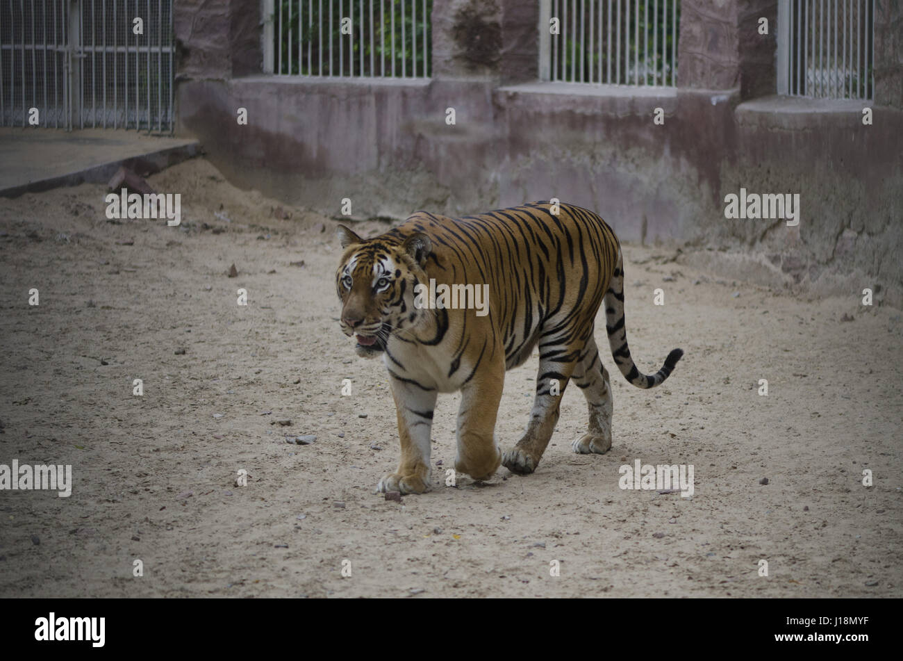 Tiger, Jodhpur, Rajasthan, India, Asia Foto Stock