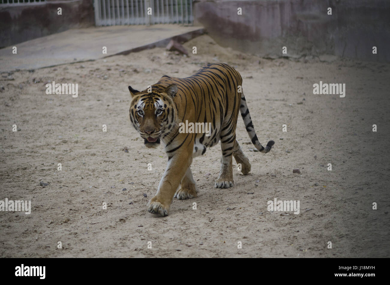 Tiger, Jodhpur, Rajasthan, India, Asia Foto Stock
