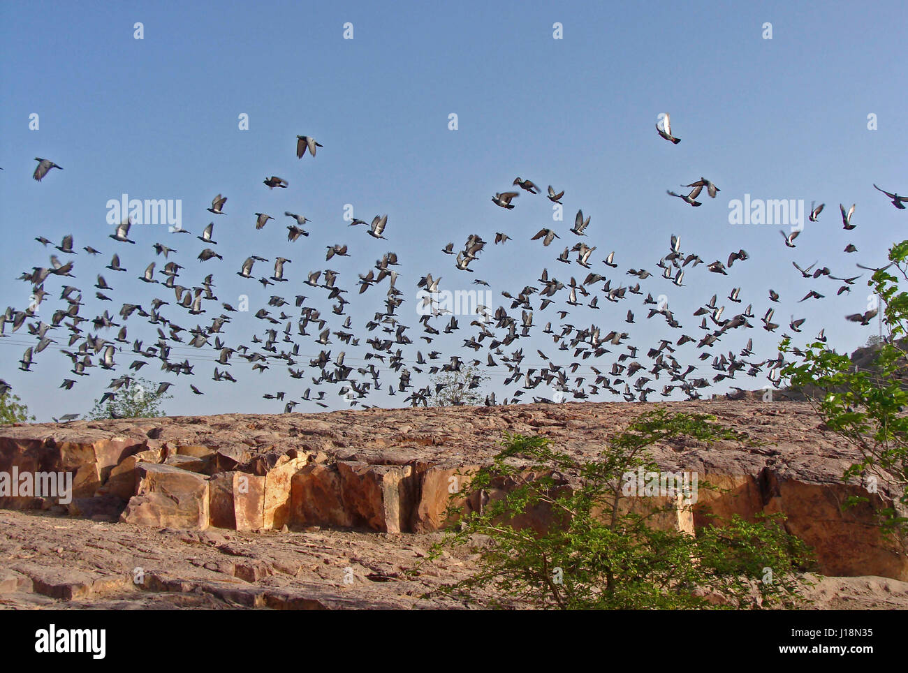 Gregge di Pigeon battenti, Jodhpur, Rajasthan, India, Asia Foto Stock