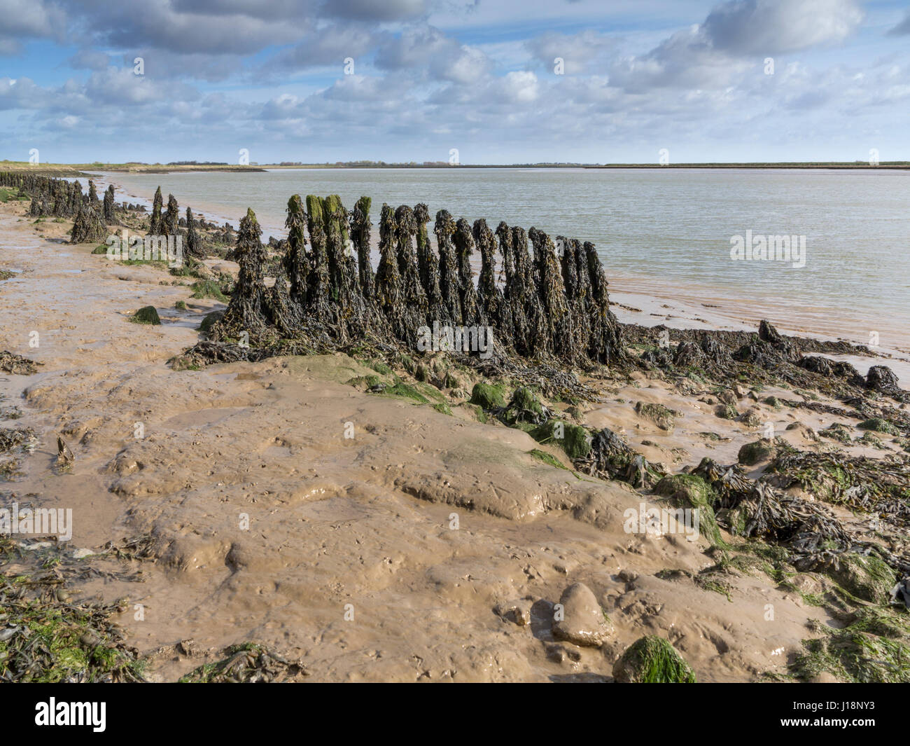 Pennelli esposti a bassa marea sulla banca del fiume Alde tra Orford e Aldeburgh, Suffolk Foto Stock