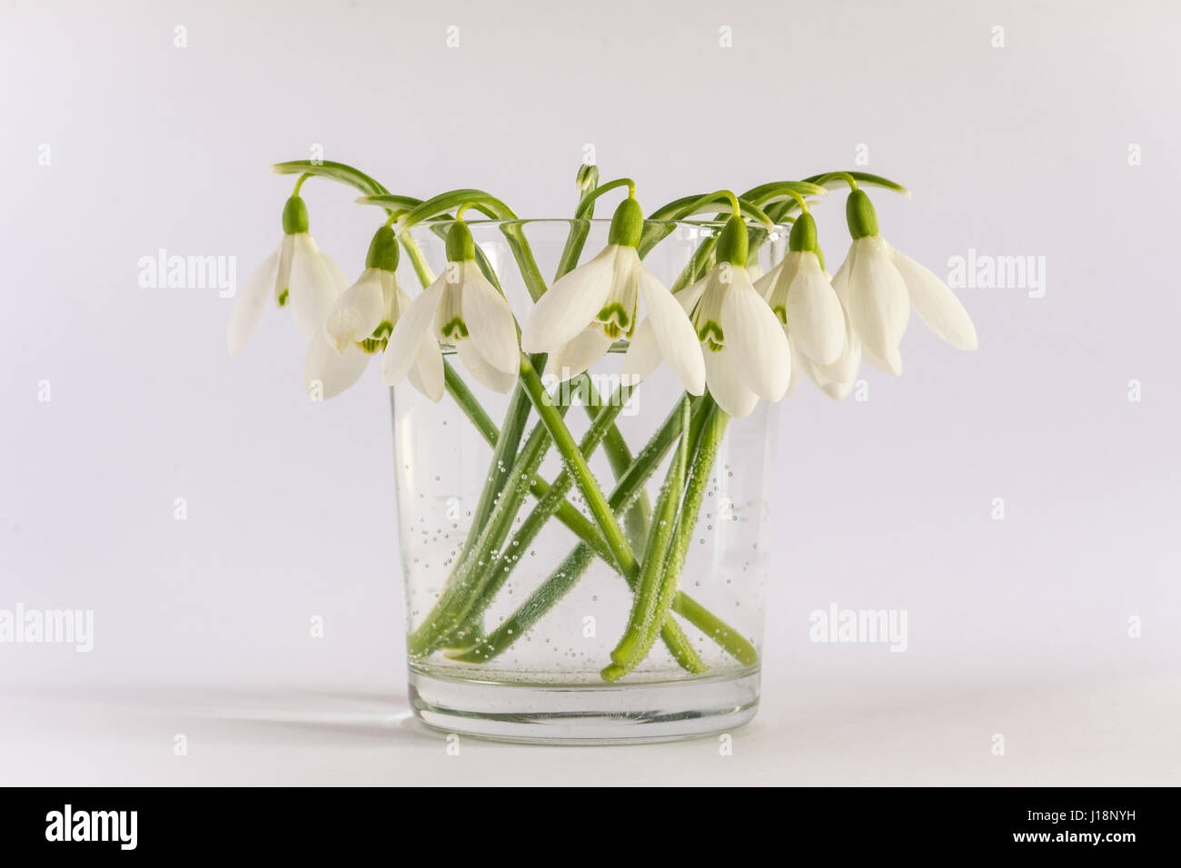 Molla (snowdrop Galanthus nivalis) bouquet di fiori in un vaso isolato su uno sfondo bianco. Le bolle di aria può essere visto nel vaso. Foto Stock