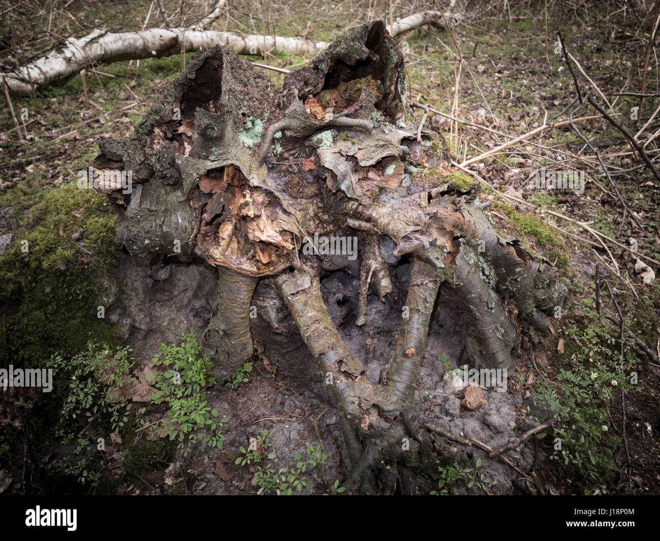 Esposti albero morto radici in antichi boschi Foto Stock