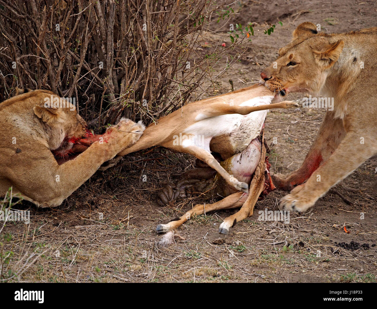 Due leonesse per adulti (Panthera leo) competere per la sanguinosa cadavere di un impala antilopi nel Masai Mara Conservancies, Kenya, Africa Foto Stock