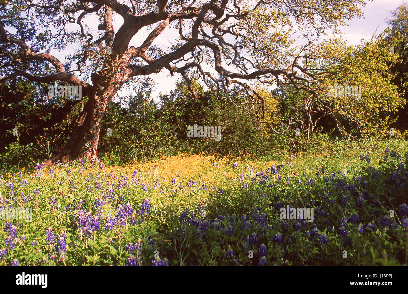 Travis County, Texas 4 13 Foto Stock