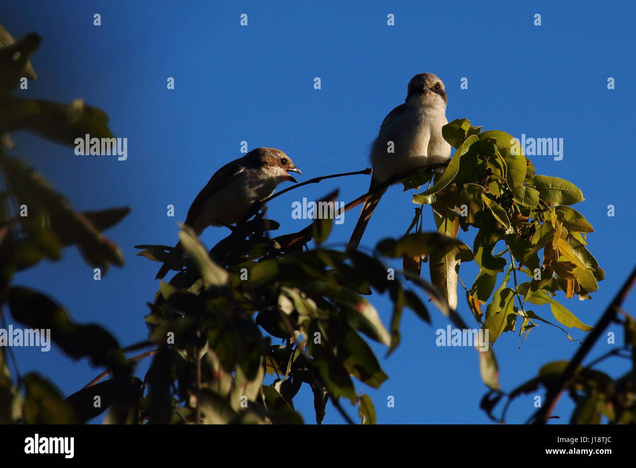 Souza's Shrike Lanius souzae, genitore con i capretti, Zambia, Sud Africa centrale Foto Stock