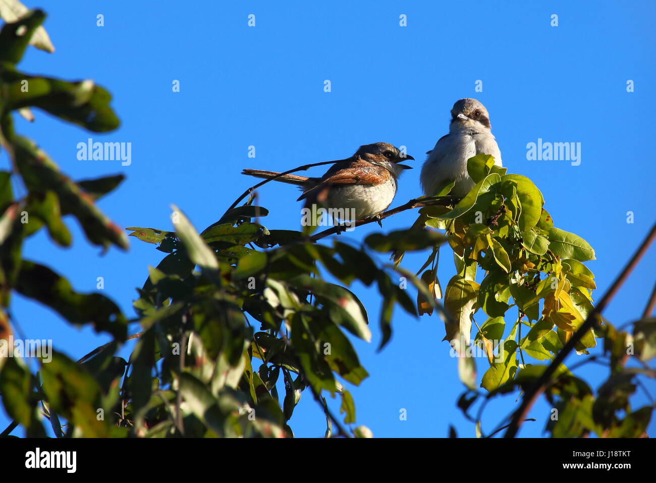 Souza's Shrike Lanius souzae, genitore con i capretti, Zambia, Sud Africa centrale Foto Stock