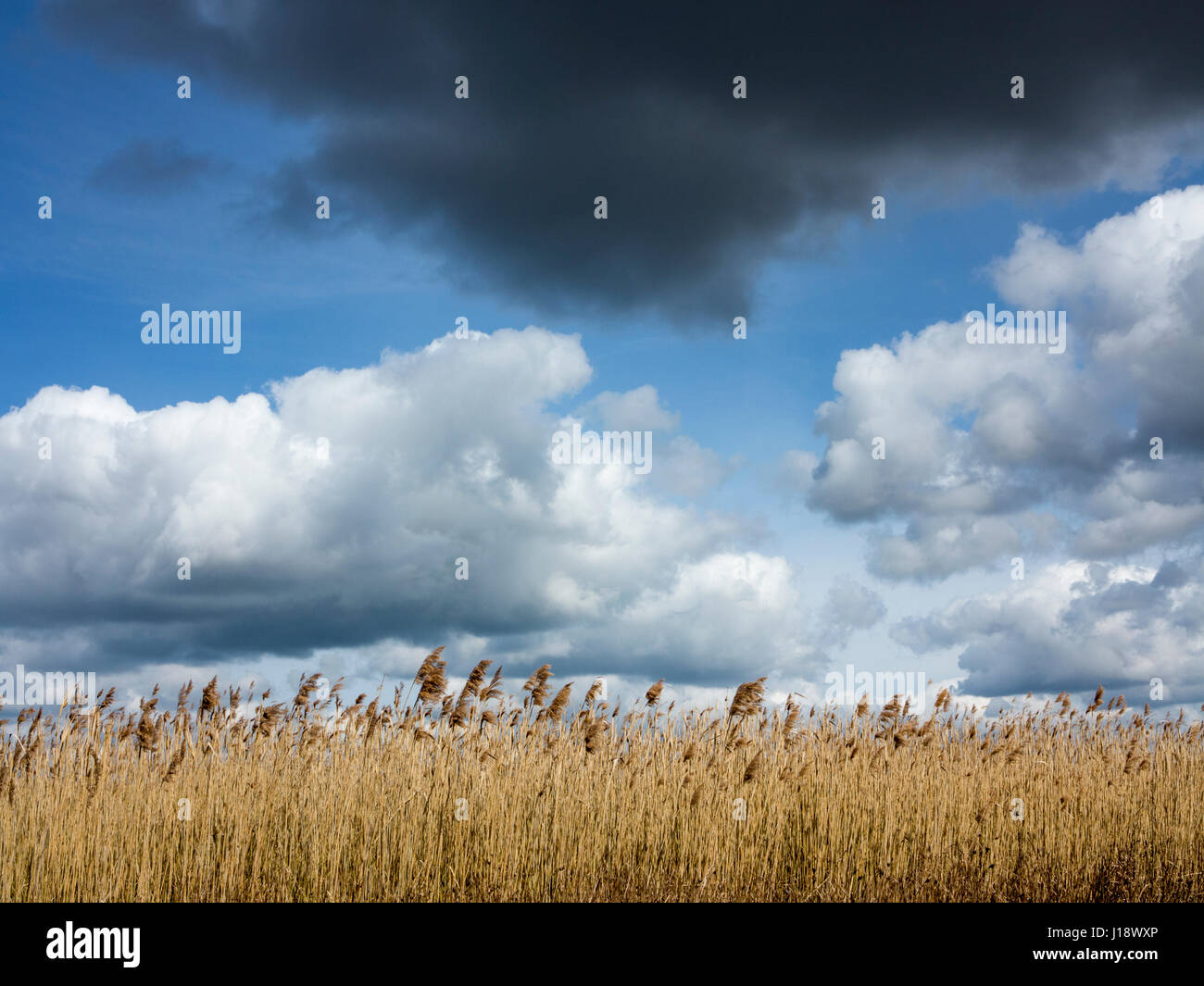 Il buio e la luce nuvole contro un cielo blu sopra la sommità di una canna bed Suffolk Foto Stock