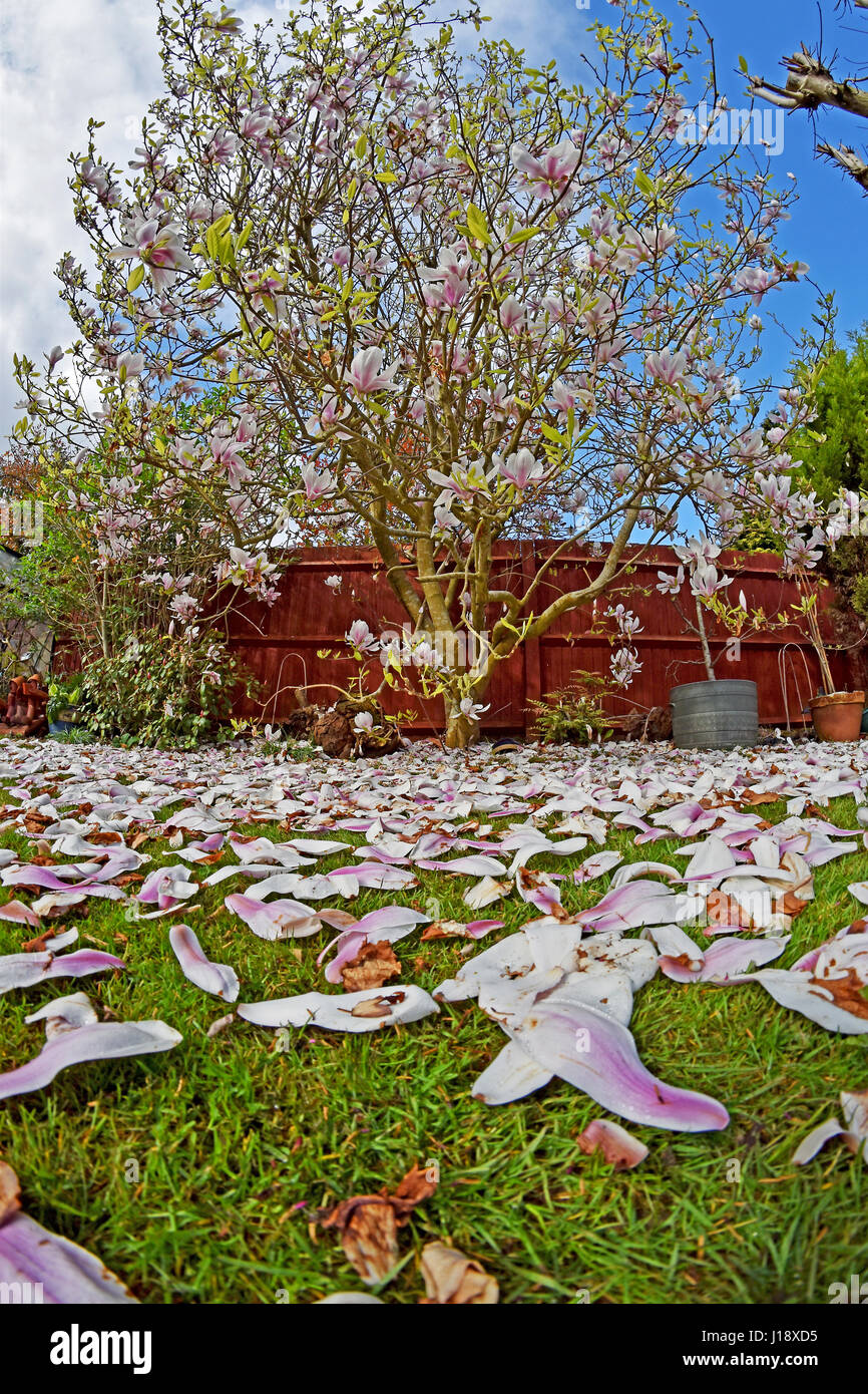 Ampio angolo di un albero di Magnolia e petali caduti Foto Stock