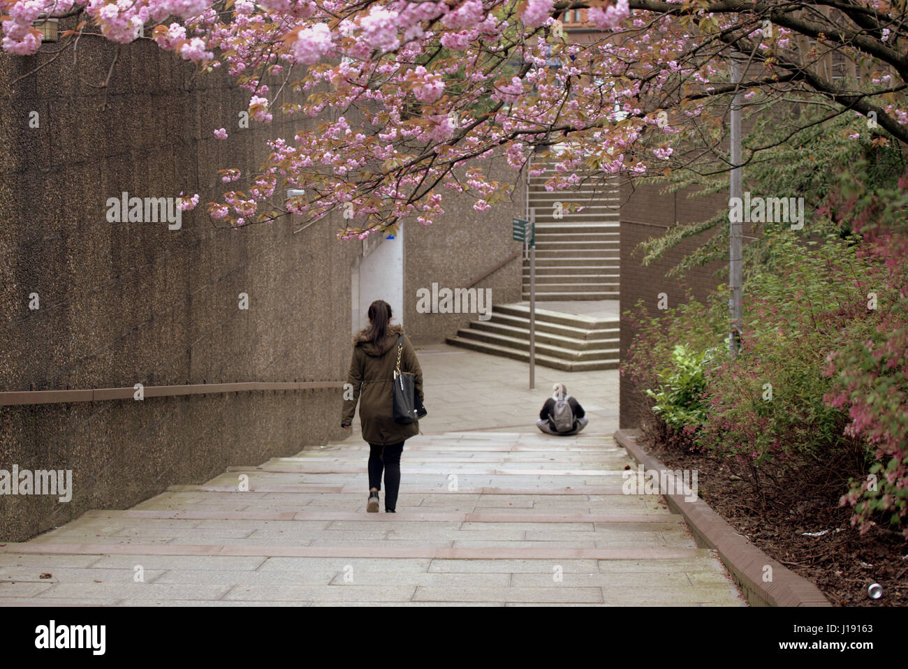 Glasgow George Cross Street scene di rosa fiori di ciliegio primavera persona paesaggio urbano a piedi Foto Stock