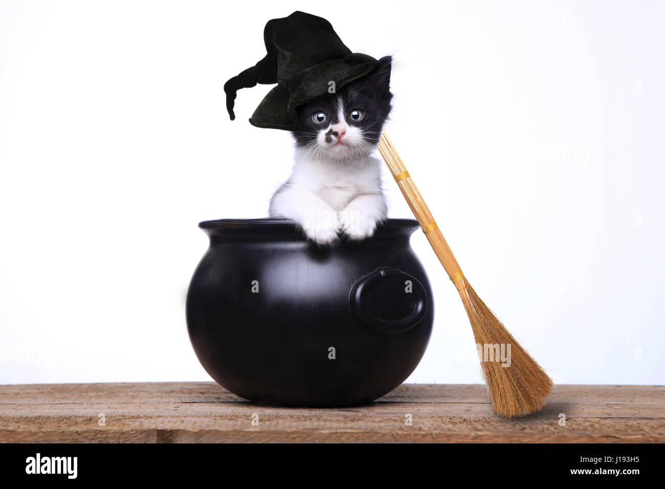 Carino gattino vestita come una strega di Halloween con il cappello e la scopa in paiolo di rame Foto Stock