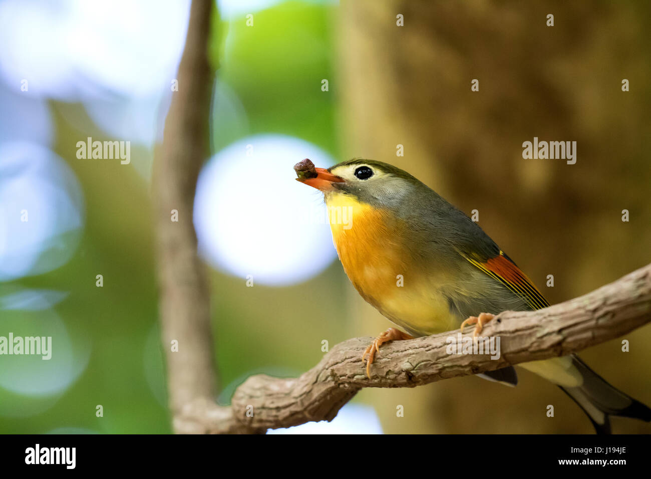 Rosso-fatturati Leiothrix, bird holding frutto nella sua bocca Foto Stock