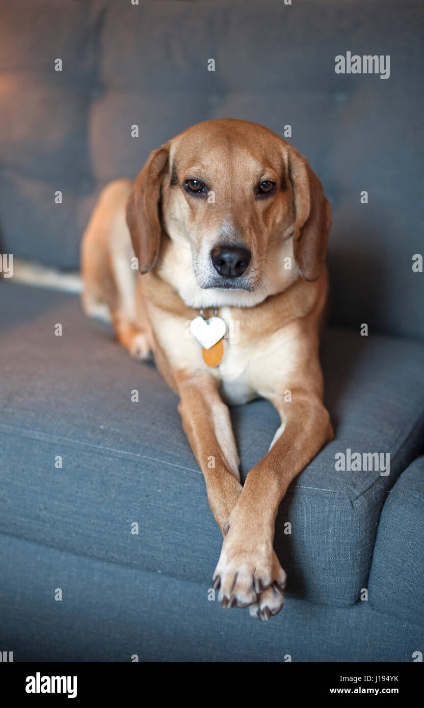 Una femmina di beagle mix si siede tranquillamente per la sua sessione di ritratto. Foto Stock