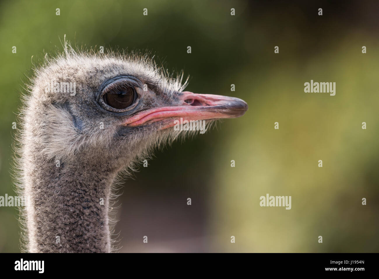 (Struzzo Struthio camelus), ritratto, Table Mountain National Park, Sud Africa Foto Stock